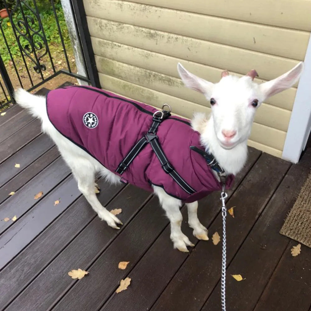 Red waterproof dog coat with harness access opening for winter weather protection