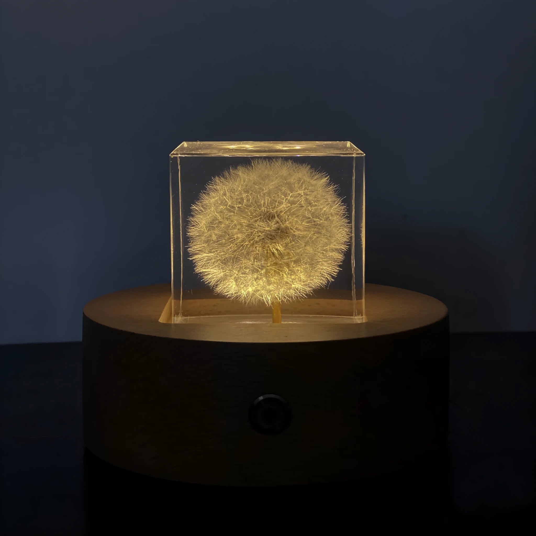 Dandelion specimen inside a 5cm clear resin cube with wooden box and USB charging base