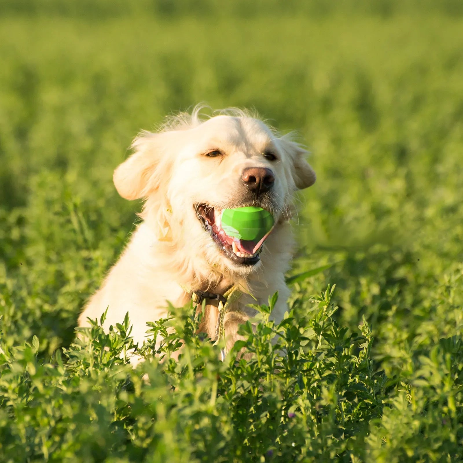 Green natural rubber dog ball chew toy for large breed dogs with squeaker