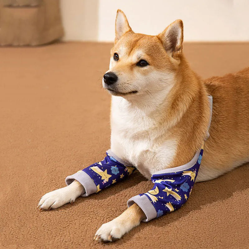 Dog wearing blue knee protector with thick elbow padding and matching scarf