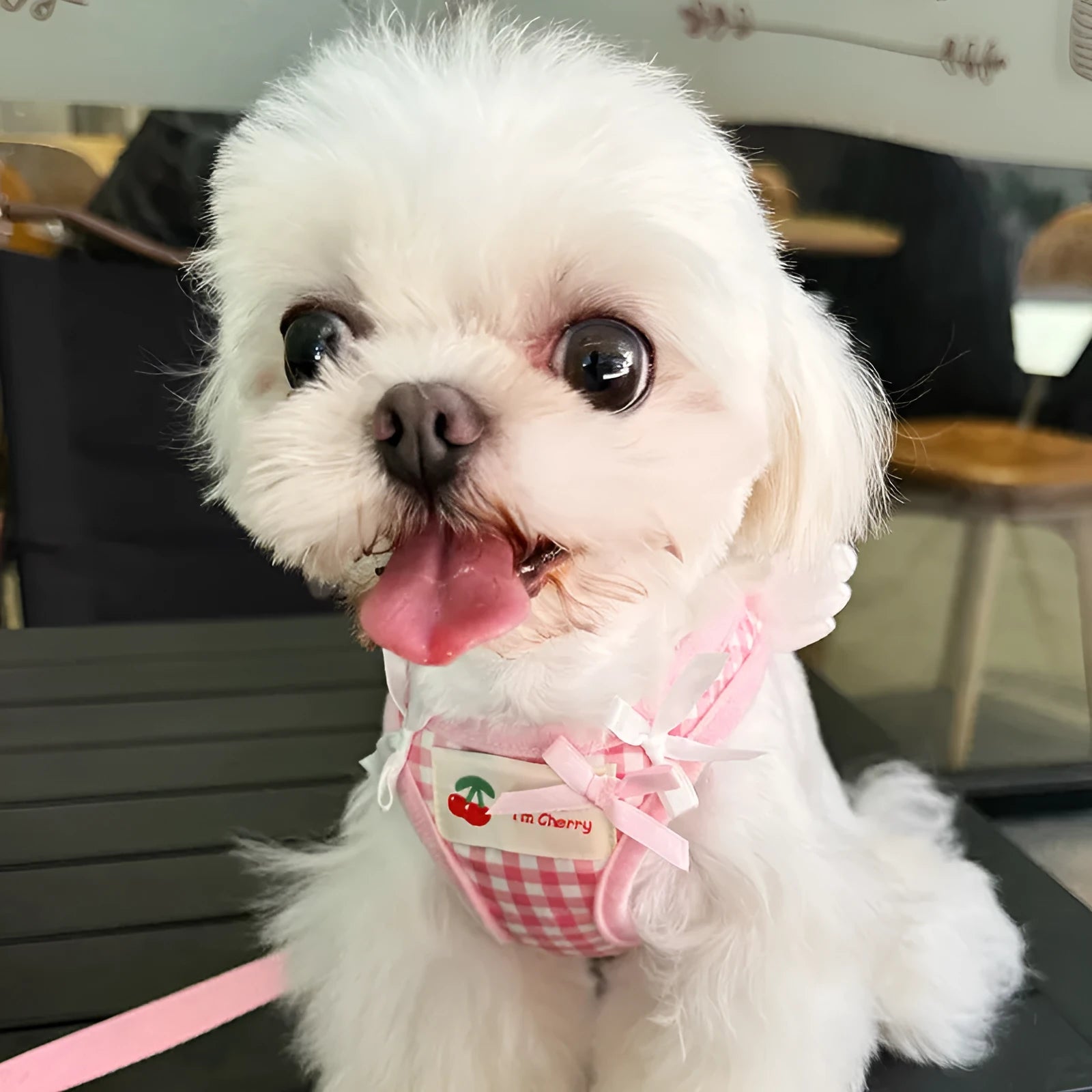 Cotton chest and back dog harness with hand holding rope for small dogs in pink or black