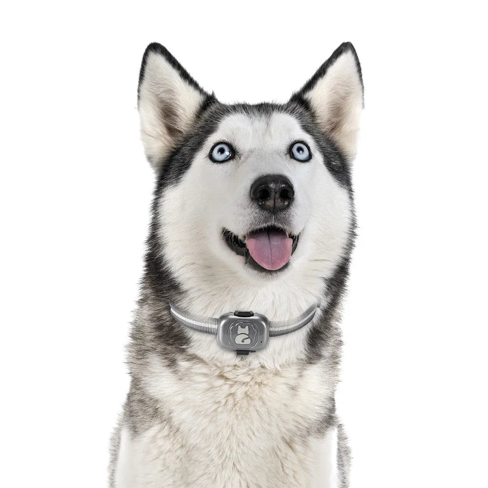 Black GPS pet locator tracker with hanging rope for attachment to pet collar
