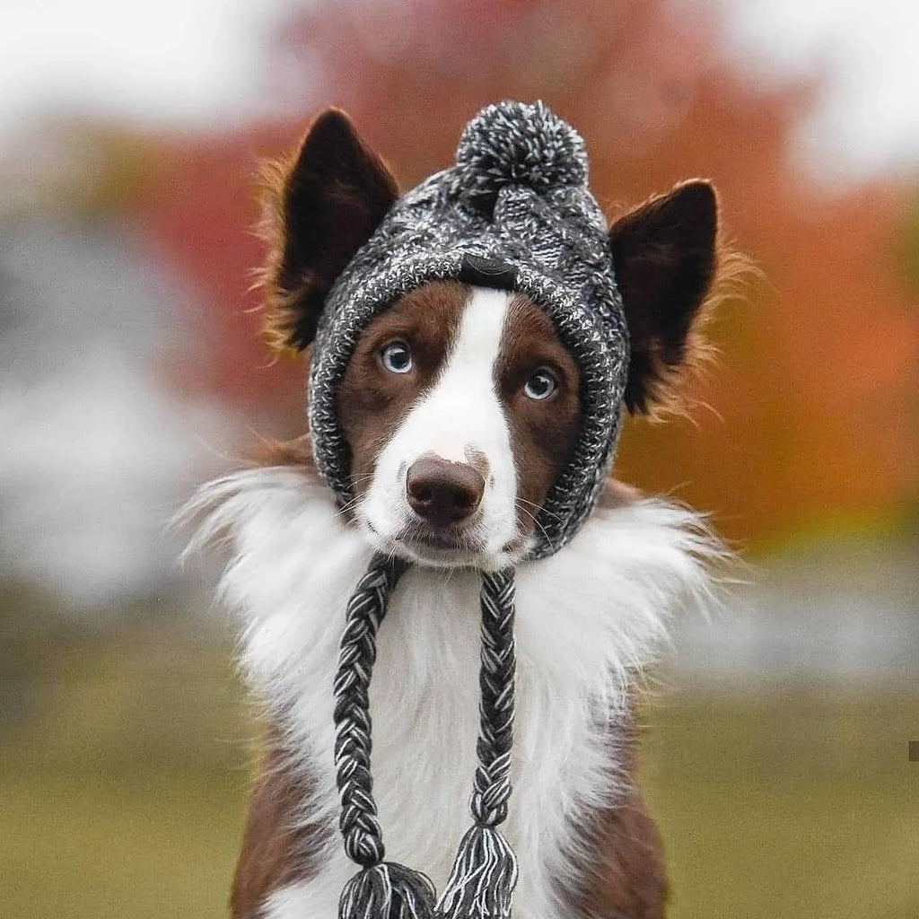 Grey winter fashion dog hat with fluffy polar pom, braided knit acrylic fabric, and ear slits on a dog