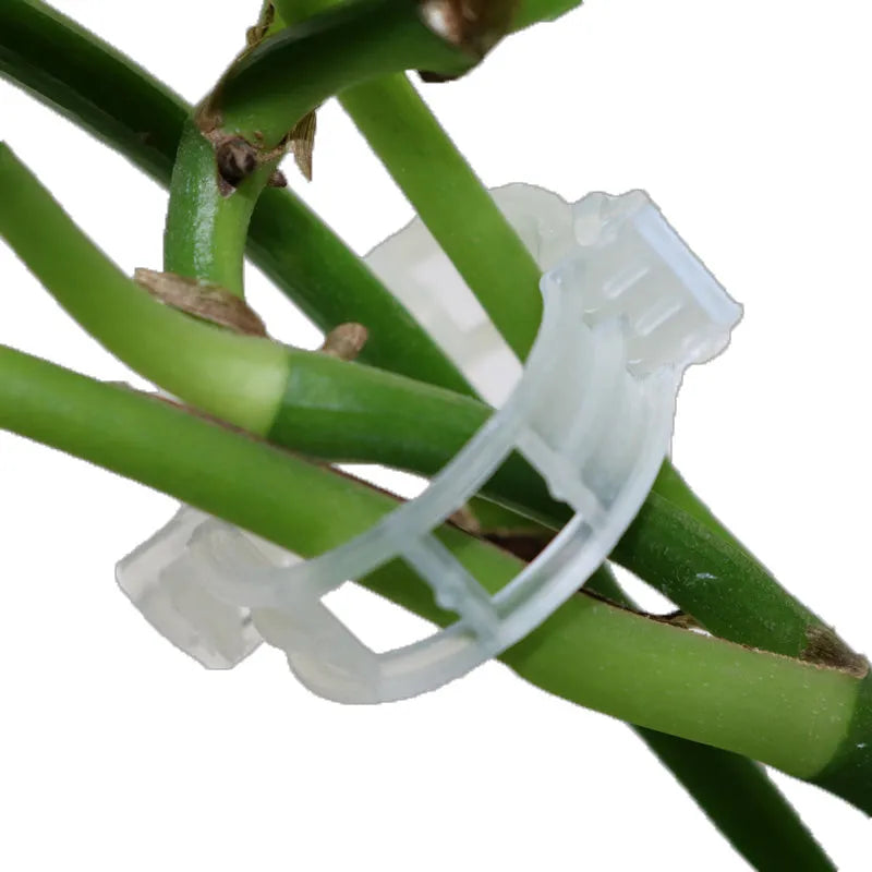 A pack of 50 plastic plant grafting clips in assorted colours for supporting tomato plants and garden vines.