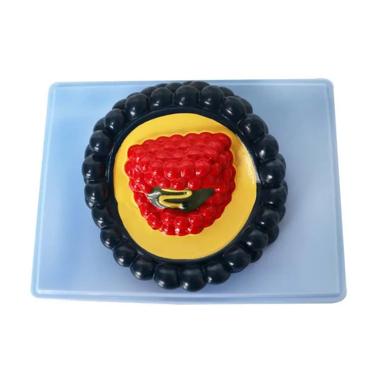 Black PVC virus biological model measuring 20 by 15 by 7 cm on a white background