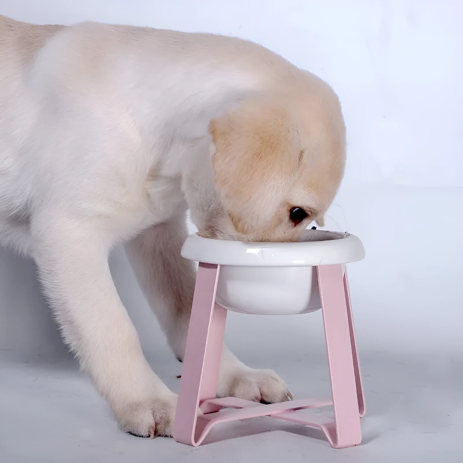 Elevated ceramic cat feeding bowl with gold iron stand and stainless steel surface in pink colour