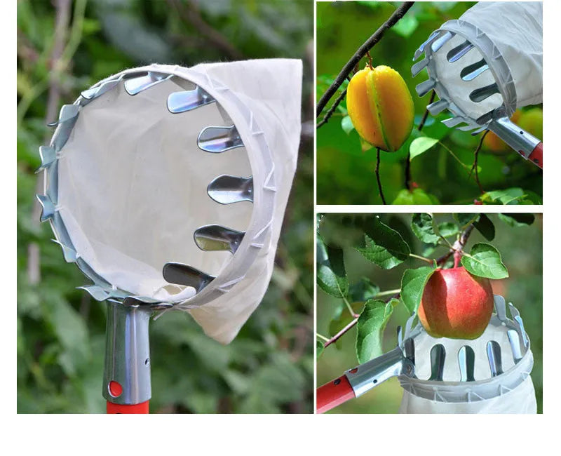 Steel frame fruit picker with cloth catching bag for harvesting citrus, pears, and peaches