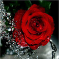 Digital oil painting frameless rose canvas with water drop red rose design on linen, 40x50cm