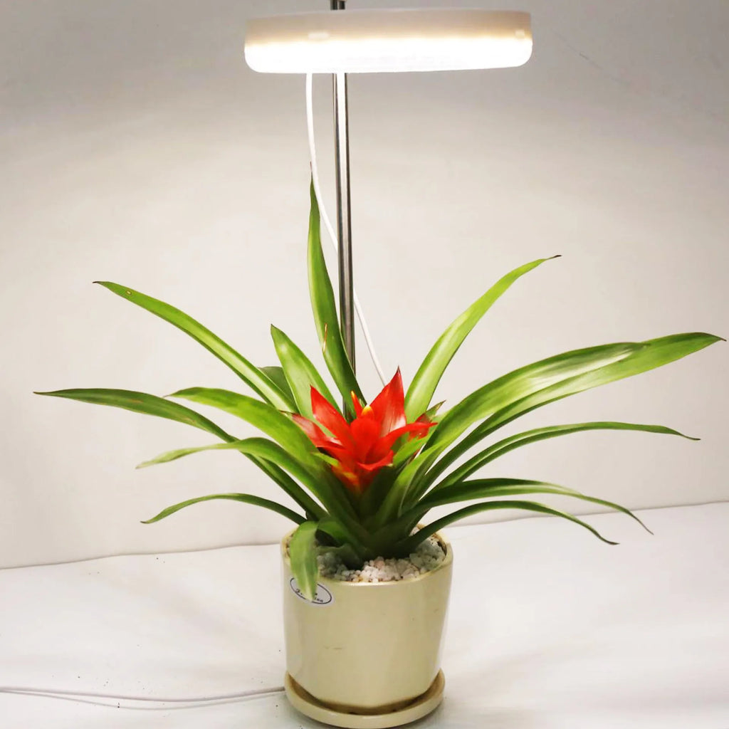 Compact full spectrum plant growth lamp with a polycarbonate shell on a desk.