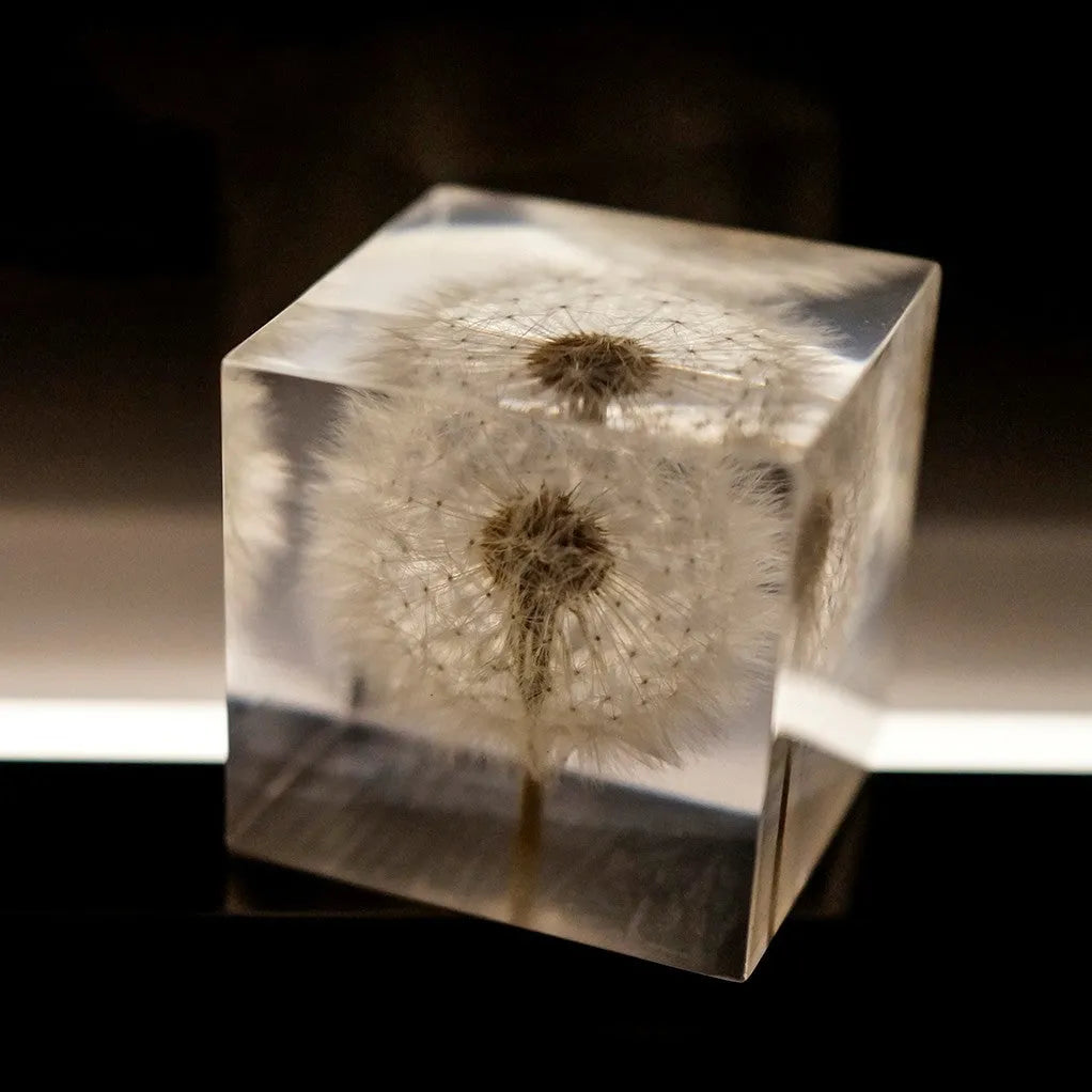 Dandelion specimen inside a 5cm clear resin cube with wooden box and USB charging base