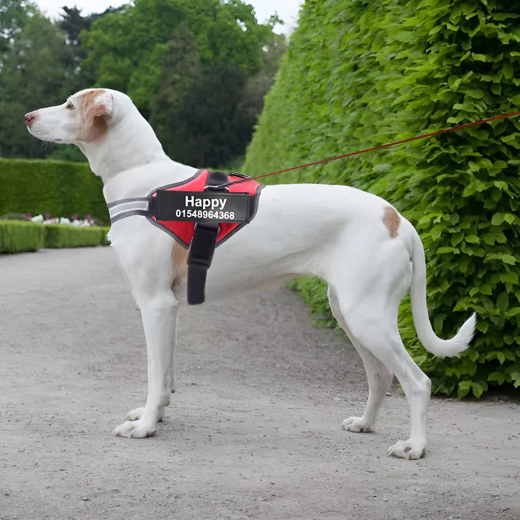 Reflective adjustable no-pull dog harness vest with sturdy handle shown on dog
