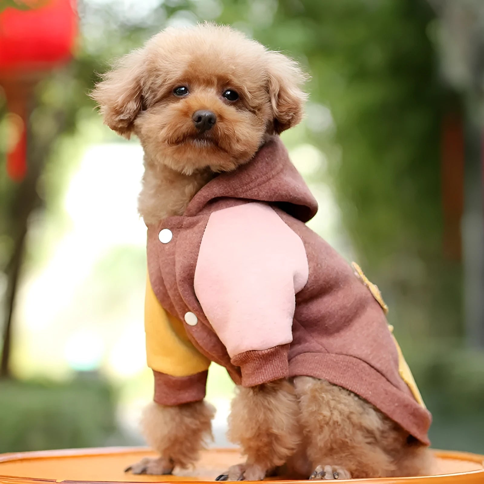 Brown cotton pet sweatshirt for dogs or cats shown in size M.