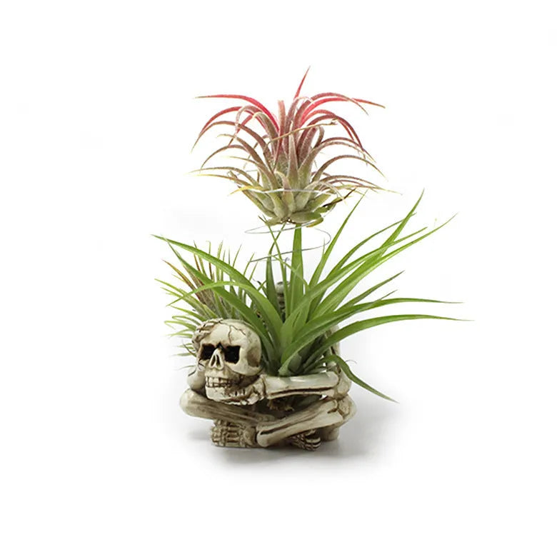 Gothic resin skull wall bracket for Tillandsia air plants, showing detailed design and size.
