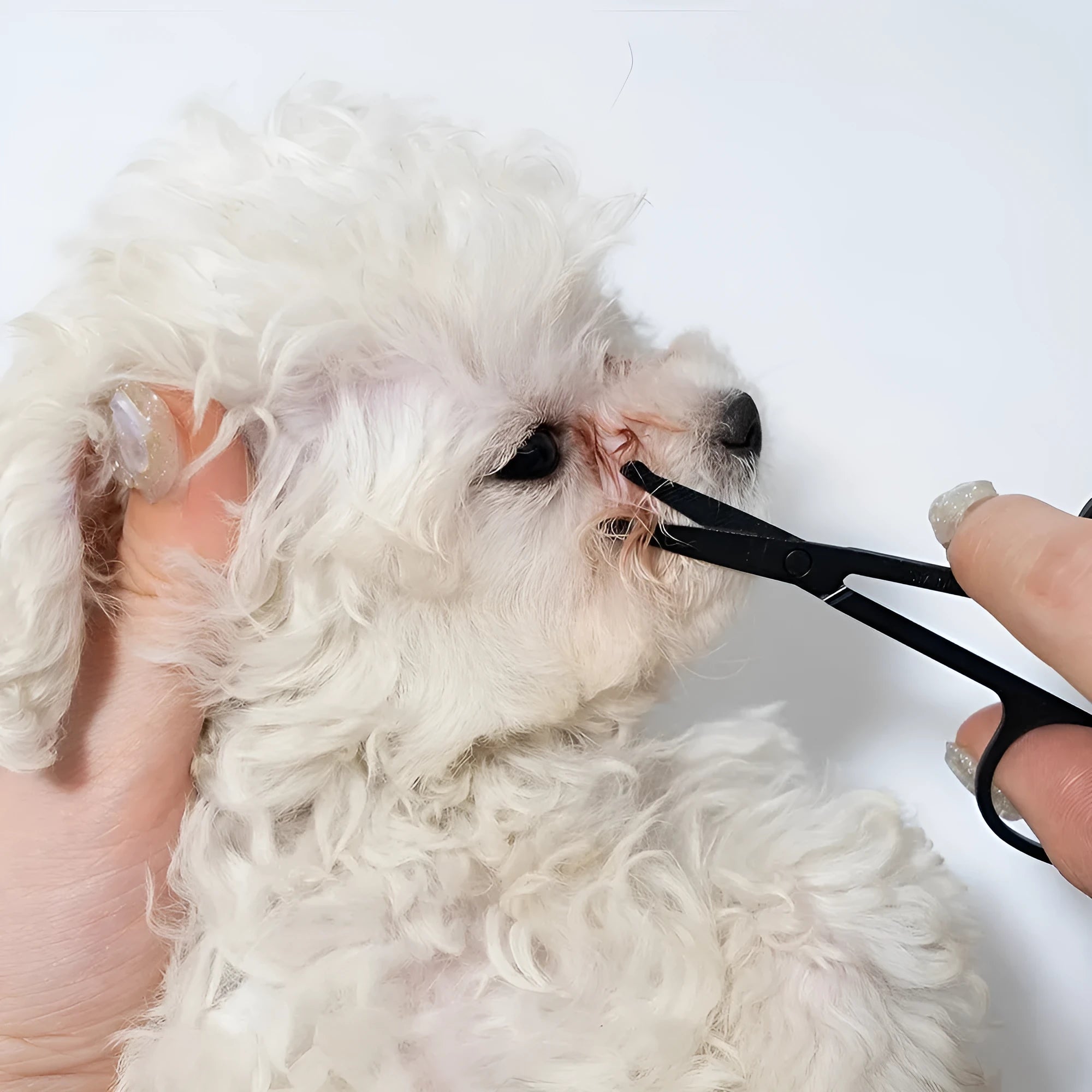 Black pet grooming brush with soft bristles and comb attachment for eye area cleaning on dogs and cats