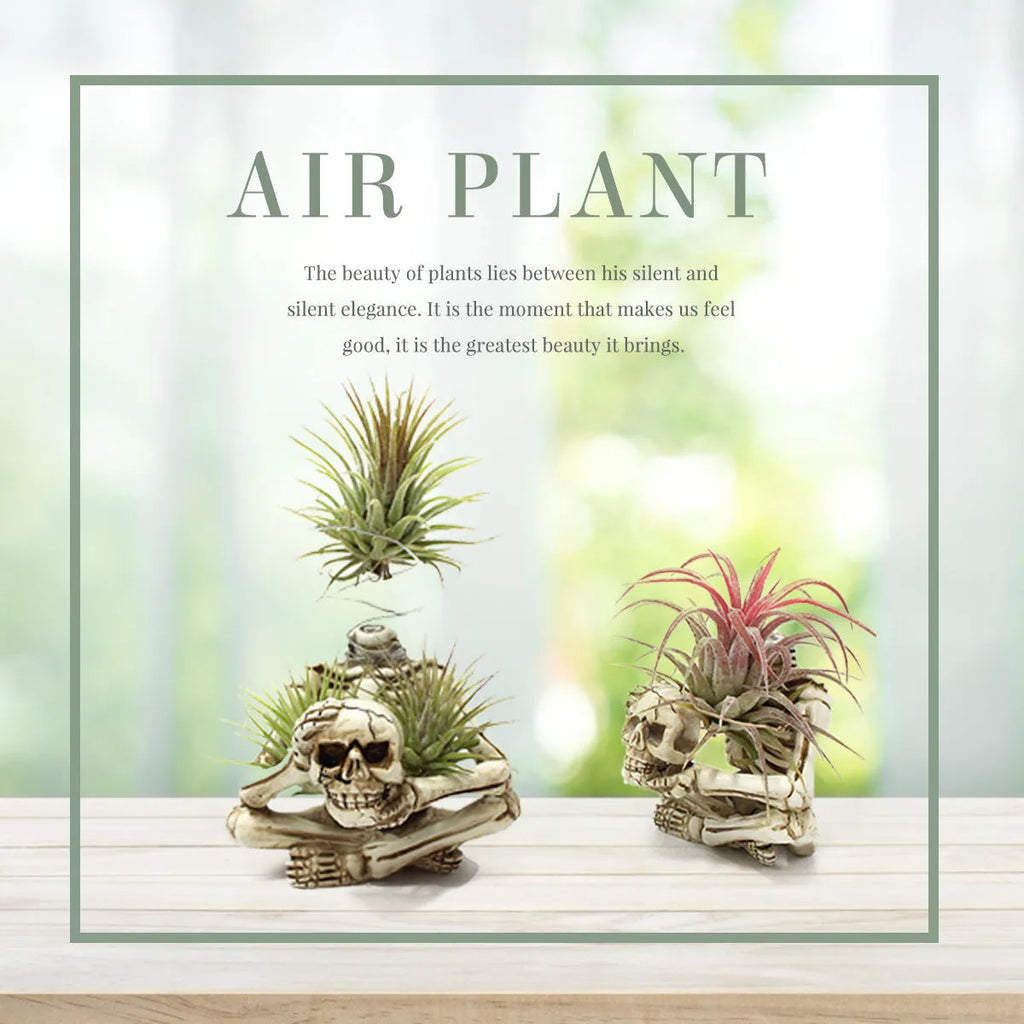 Gothic resin skull wall bracket for Tillandsia air plants, showing detailed design and size.