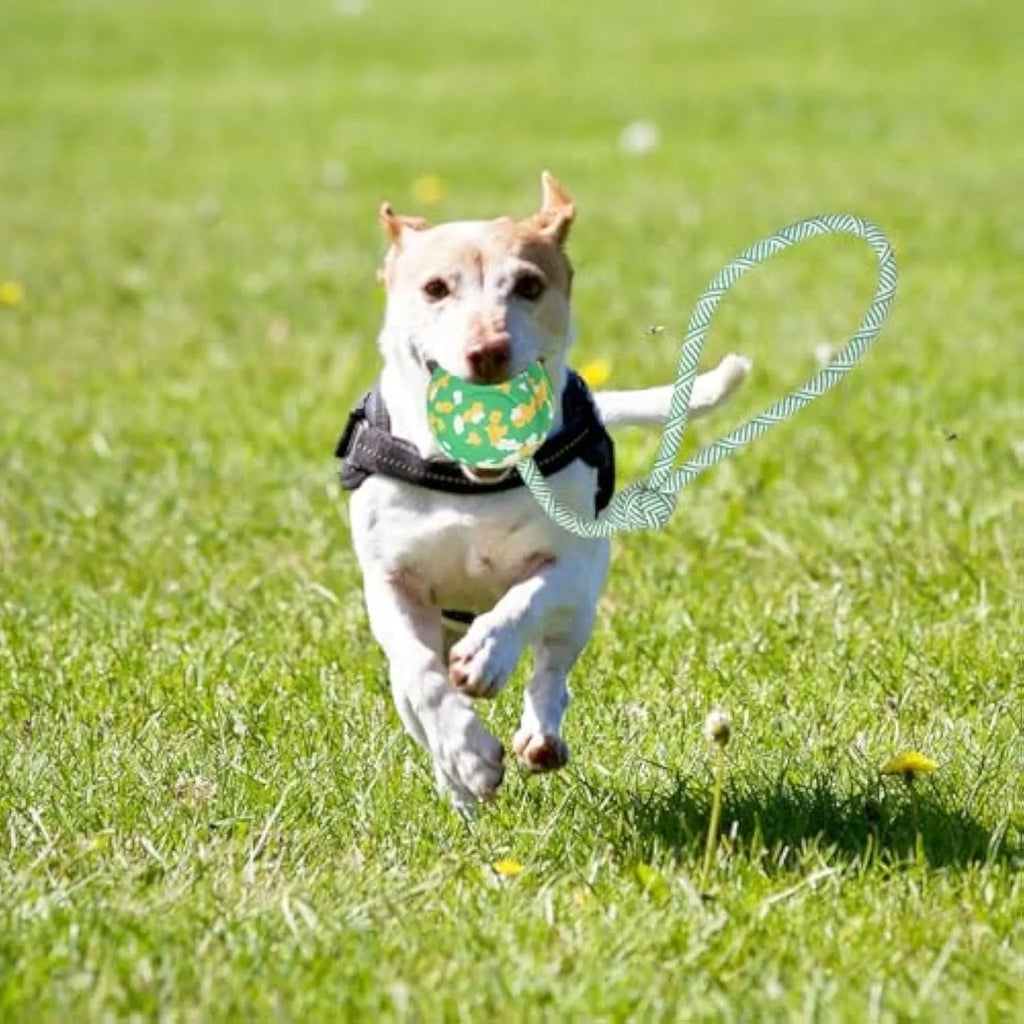 Natural rubber dog ball on a nylon rope toy for interactive fetch and tug games.