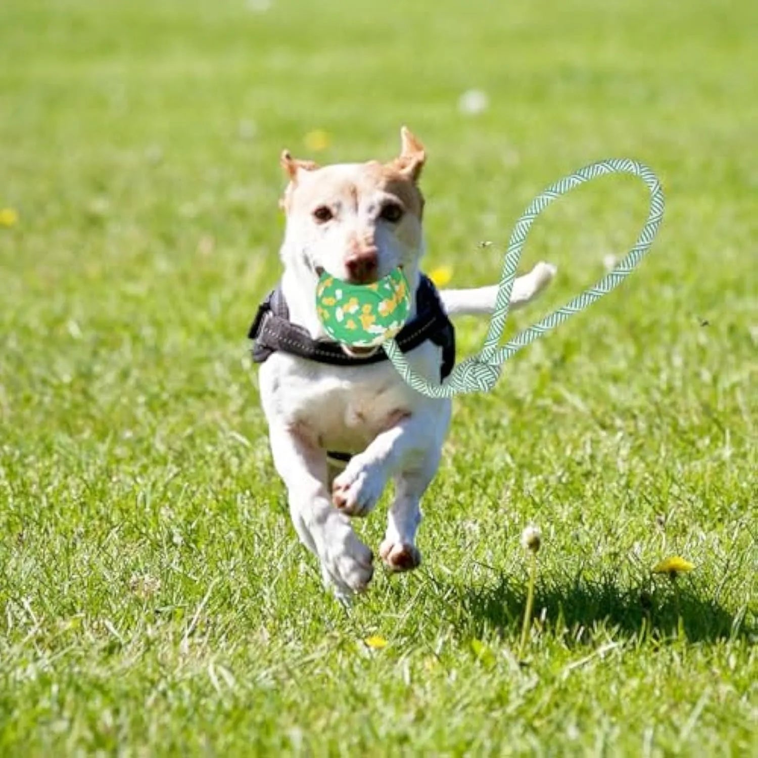Natural rubber dog ball on a nylon rope toy for interactive fetch and tug games.