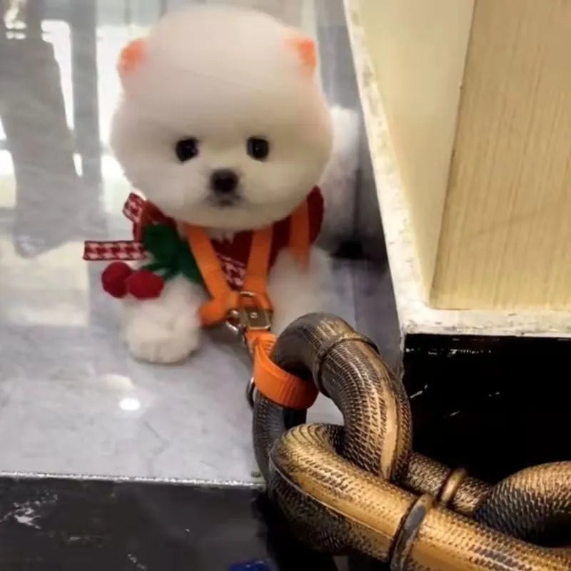 Simulation dog leash prop in metallic colours for video content creation