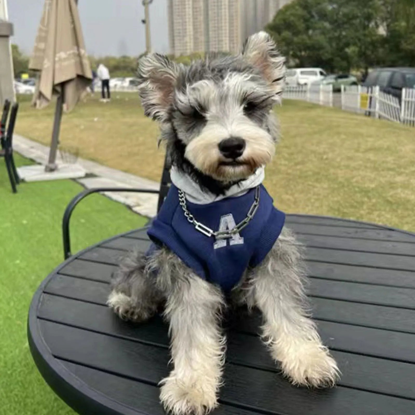 Blue polyester pet hoodie with reflective letters on a dog, slim-fitting design for cats and dogs