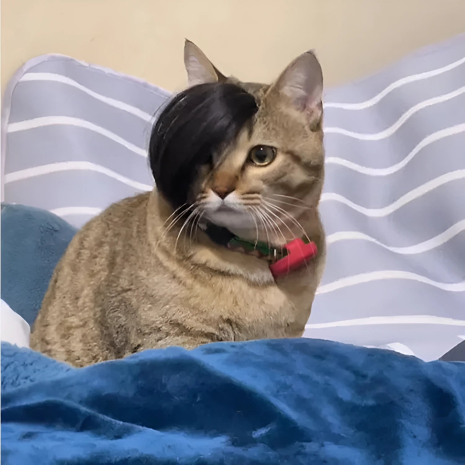 Black polyester cat wig with long imitation braid for fox costume dress up
