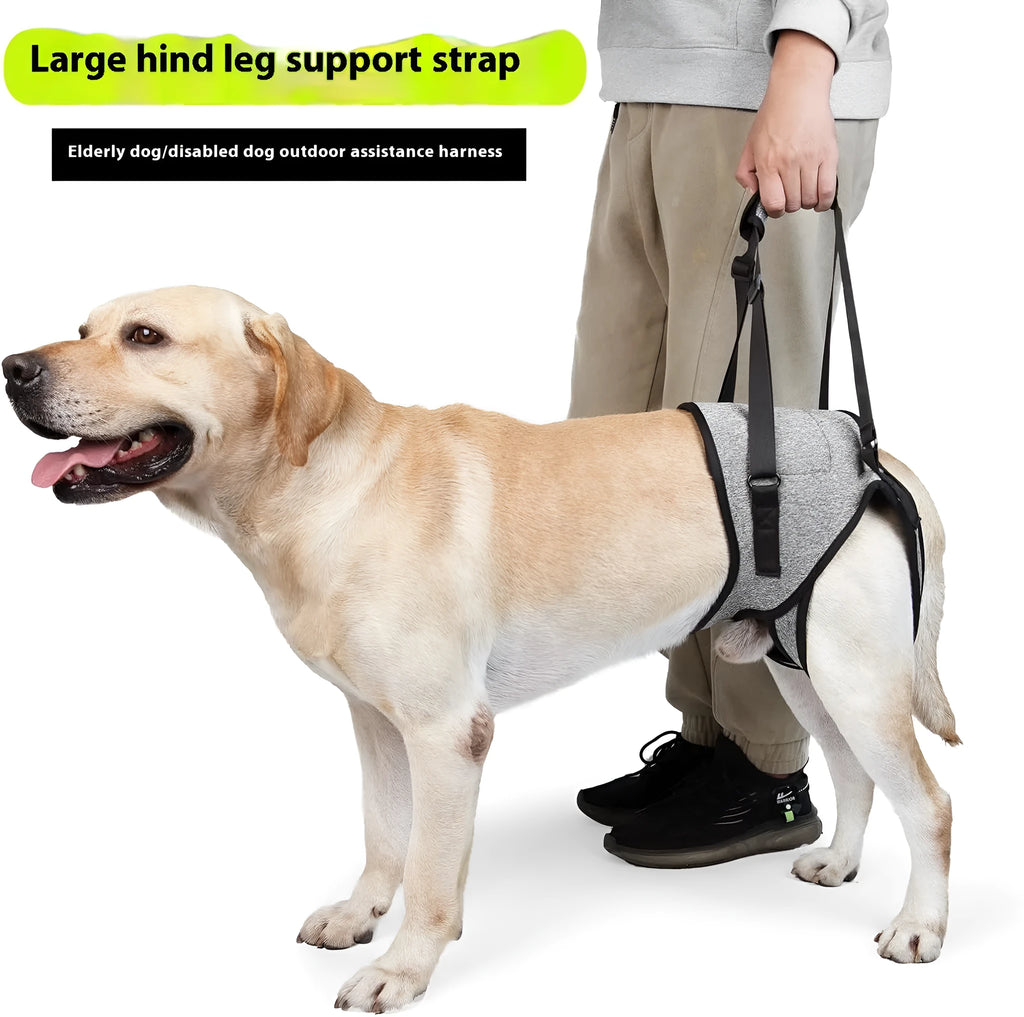 Grey neoprene dog recovery belt for rear leg support with adjustable sizing