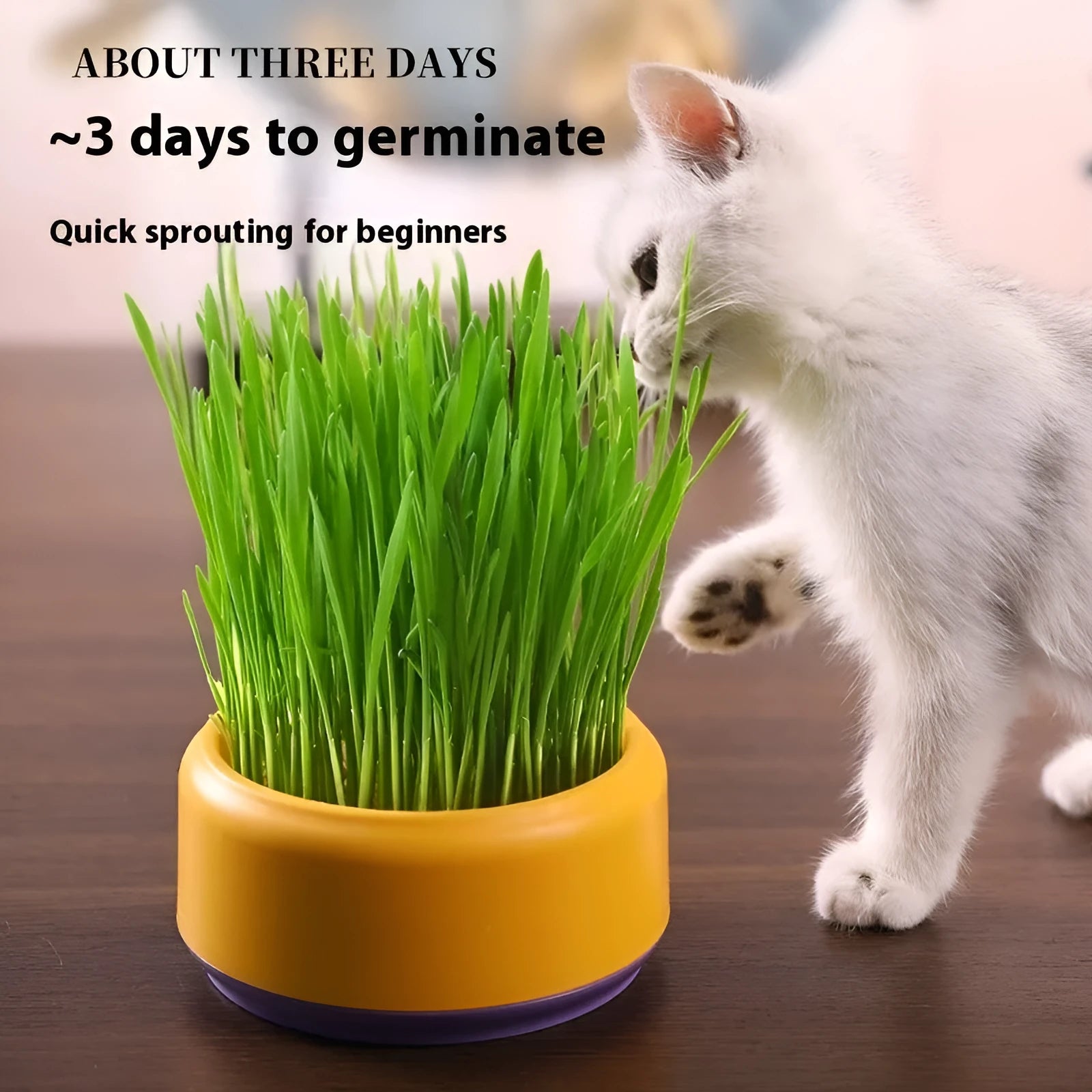 Hydroponic cat grass growing kit with blue cup and seed packs for indoor pet enrichment