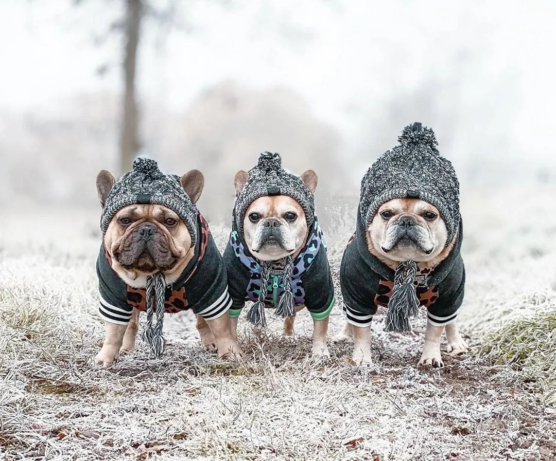 Grey winter fashion dog hat with fluffy polar pom, braided knit acrylic fabric, and ear slits on a dog