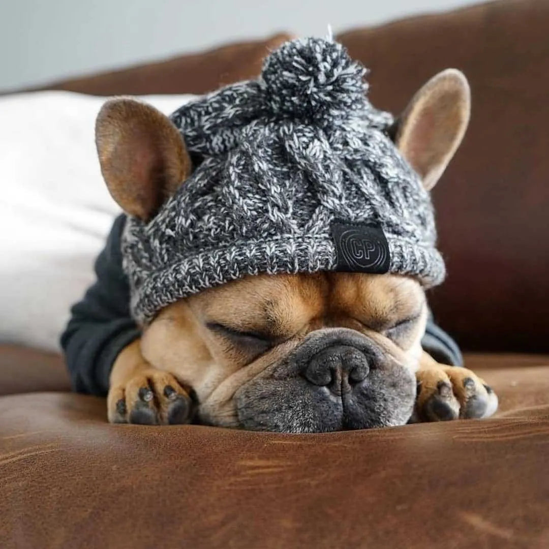 Grey winter fashion dog hat with fluffy polar pom, braided knit acrylic fabric, and ear slits on a dog