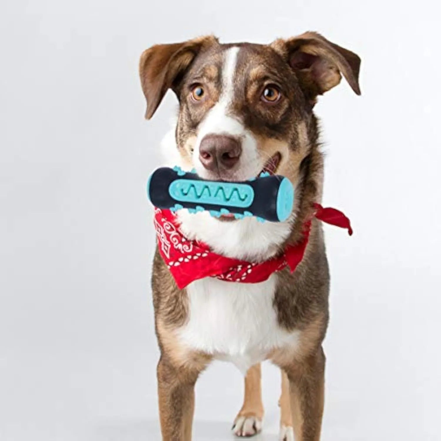 Natural rubber dog toothbrush chew toy for dental cleaning in blue, green, yellow, or black blue.