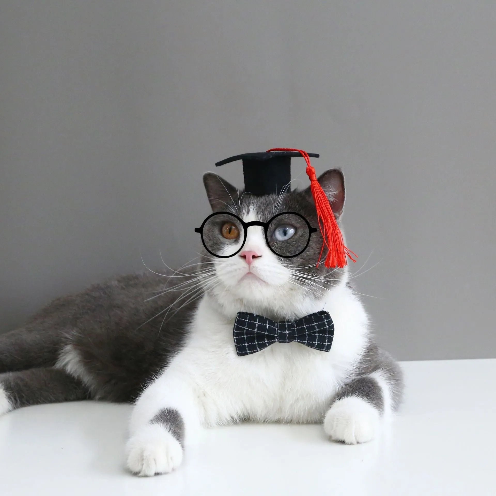 Pet elastic hair band and matching bow tie set in British style for weddings.