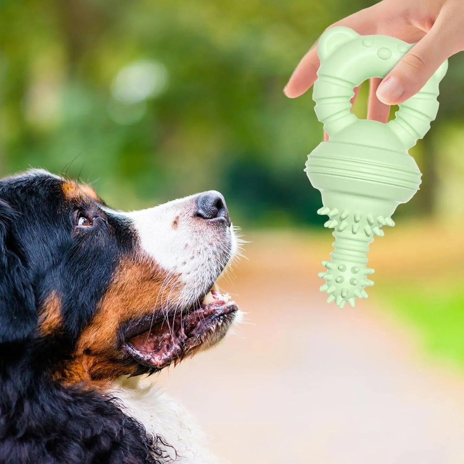 Blue rubber dog chew toy with molar cleaning texture, shown next to a measuring tape indicating 13.5cm size.