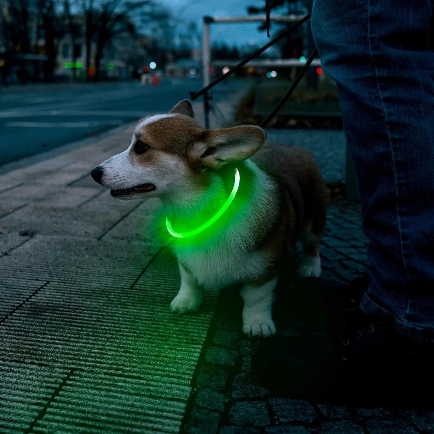 Blue LED dog collar glowing around dog's neck with USB charging cable