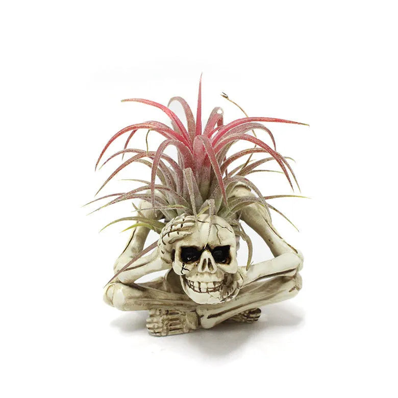 Gothic resin skull wall bracket for Tillandsia air plants, showing detailed design and size.