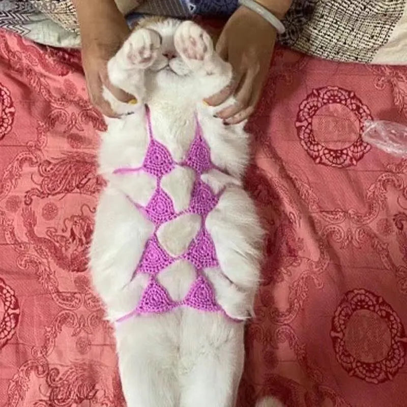 Cat wearing a pink bikini costume with bra top and matching bottom for Halloween