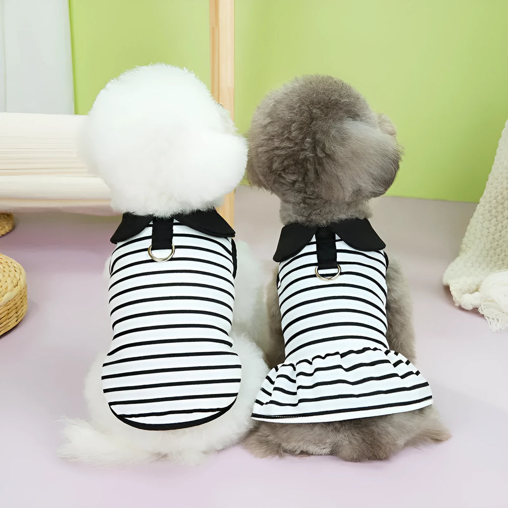 Pet wearing striped skirt and matching T-shirt summer outfit set