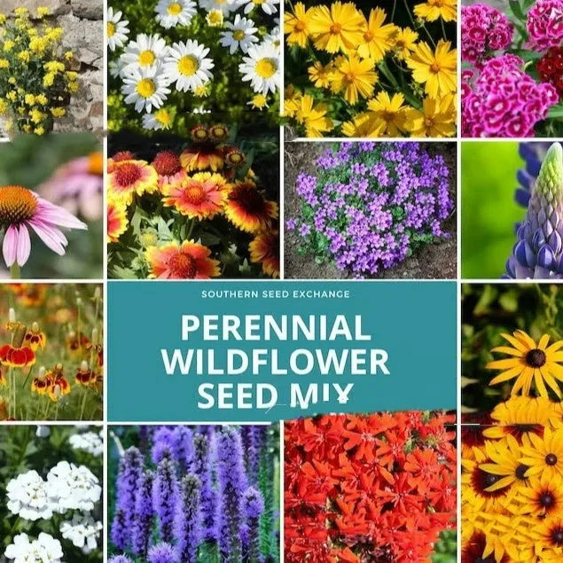 Pack of Purpleflower Holly Leaf cold and drought resistant mixed wildflower seeds for garden decoration.
