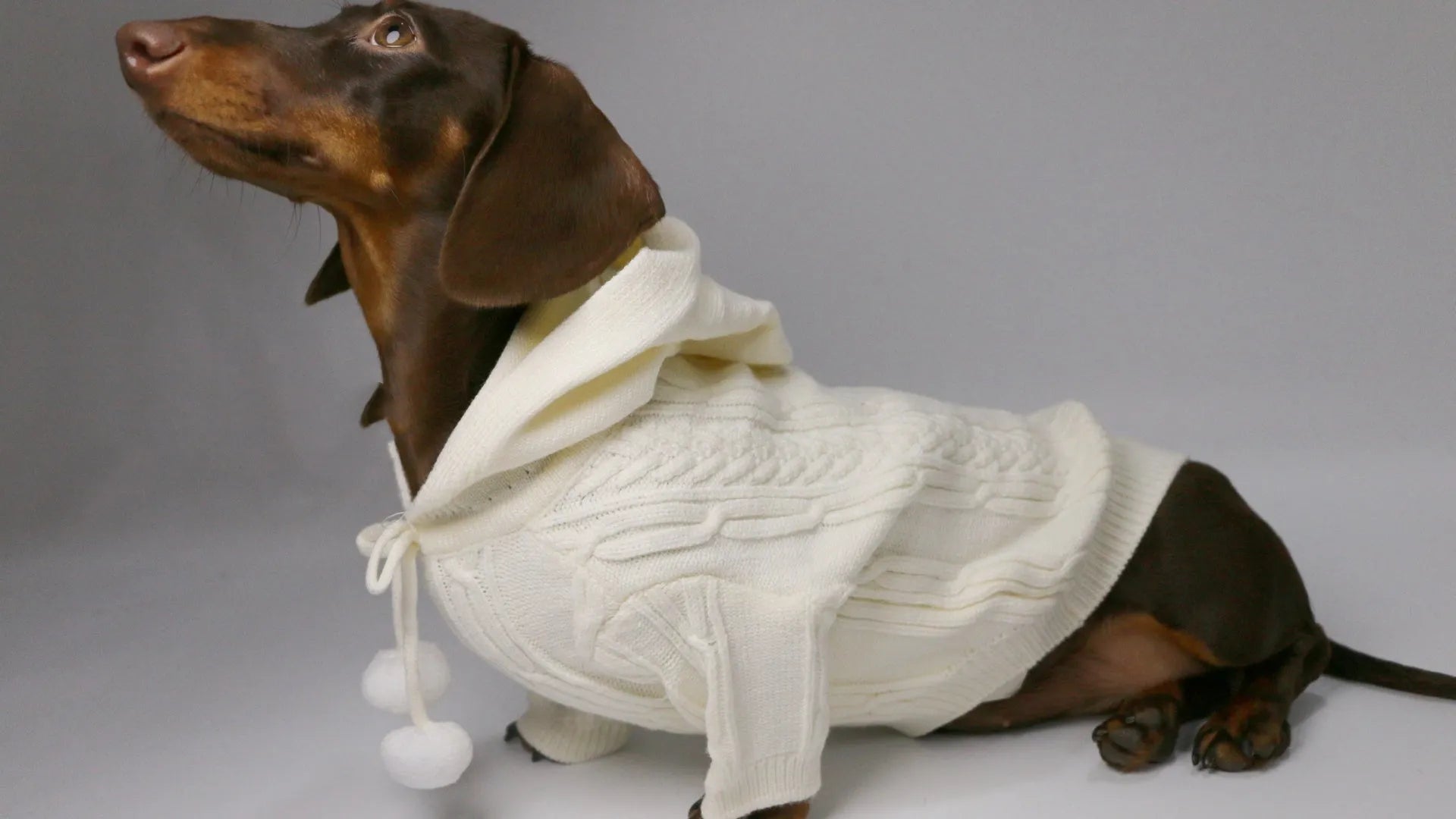 Pet hooded sweater for dogs, two-leg design, blended fabric, sky blue and beige colours, sizes XS to XL