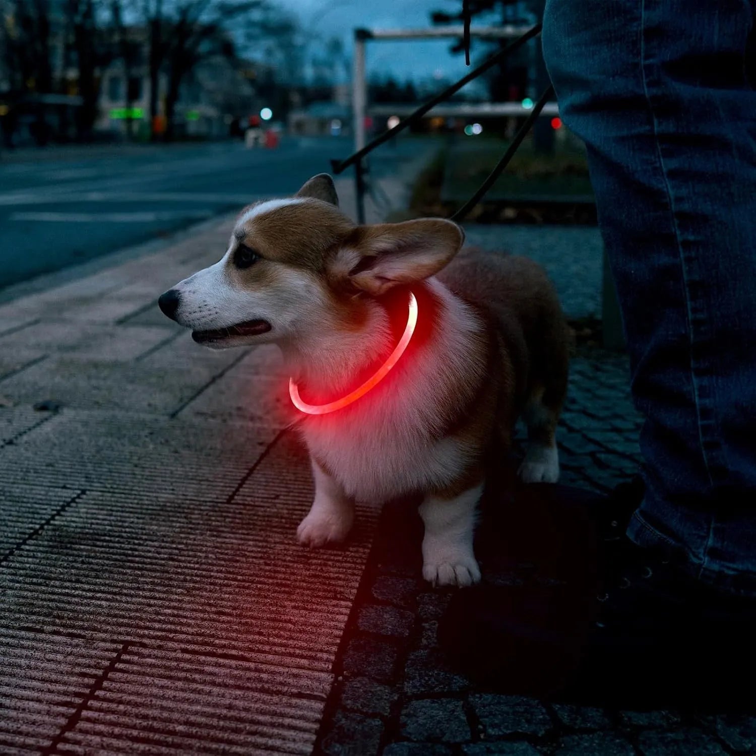 Blue LED dog collar glowing around dog's neck with USB charging cable