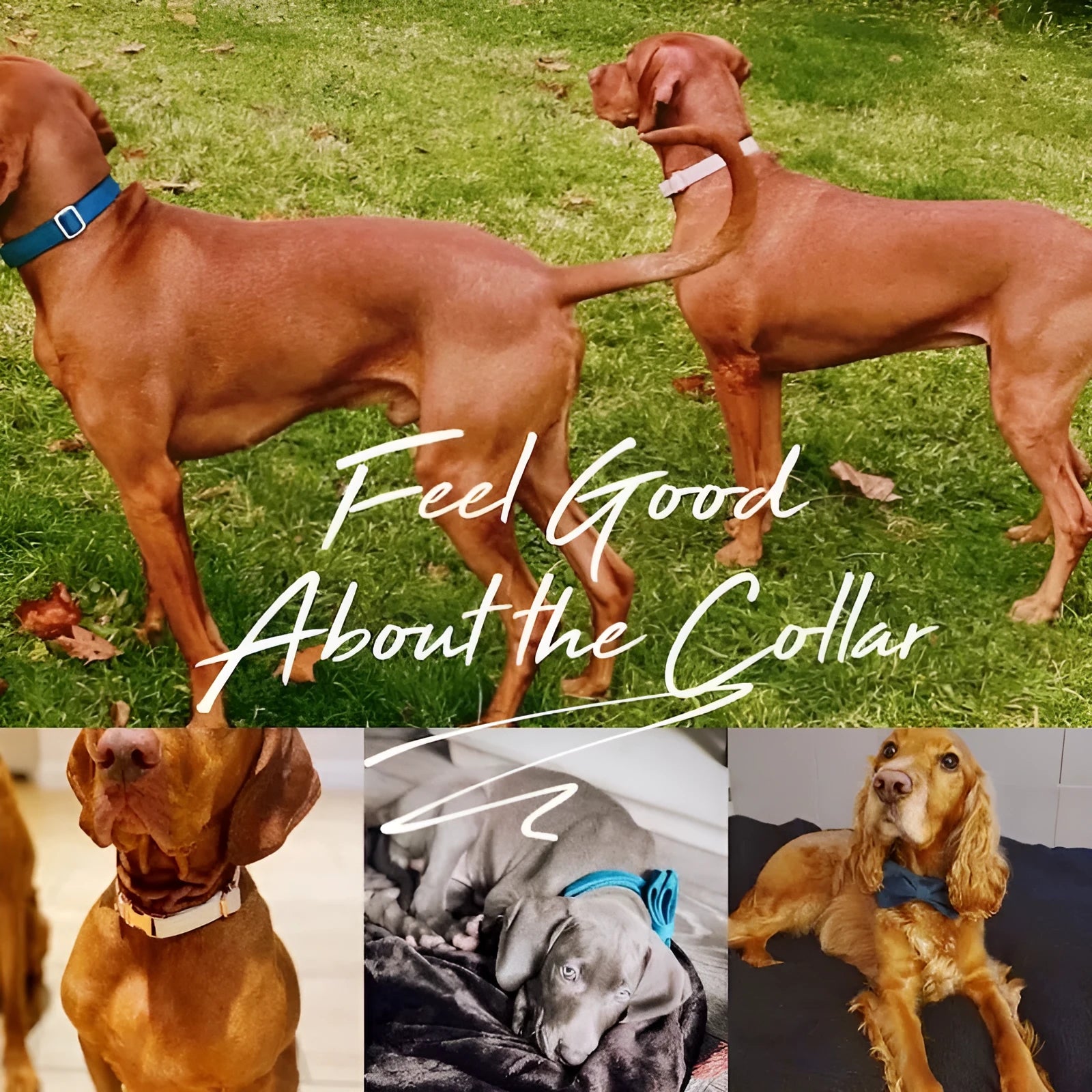 Velvet dog collar with matching leash and bow tie in multiple colours adjustable sizes XS to XL