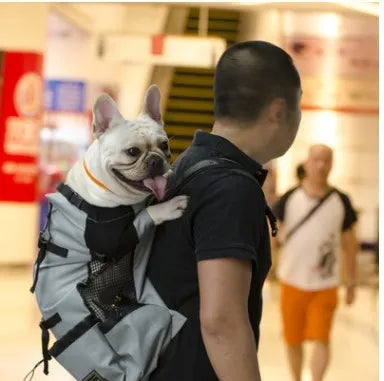 Ventilated pet travel backpack in black with mesh straps and safety buckle for cats and small dogs