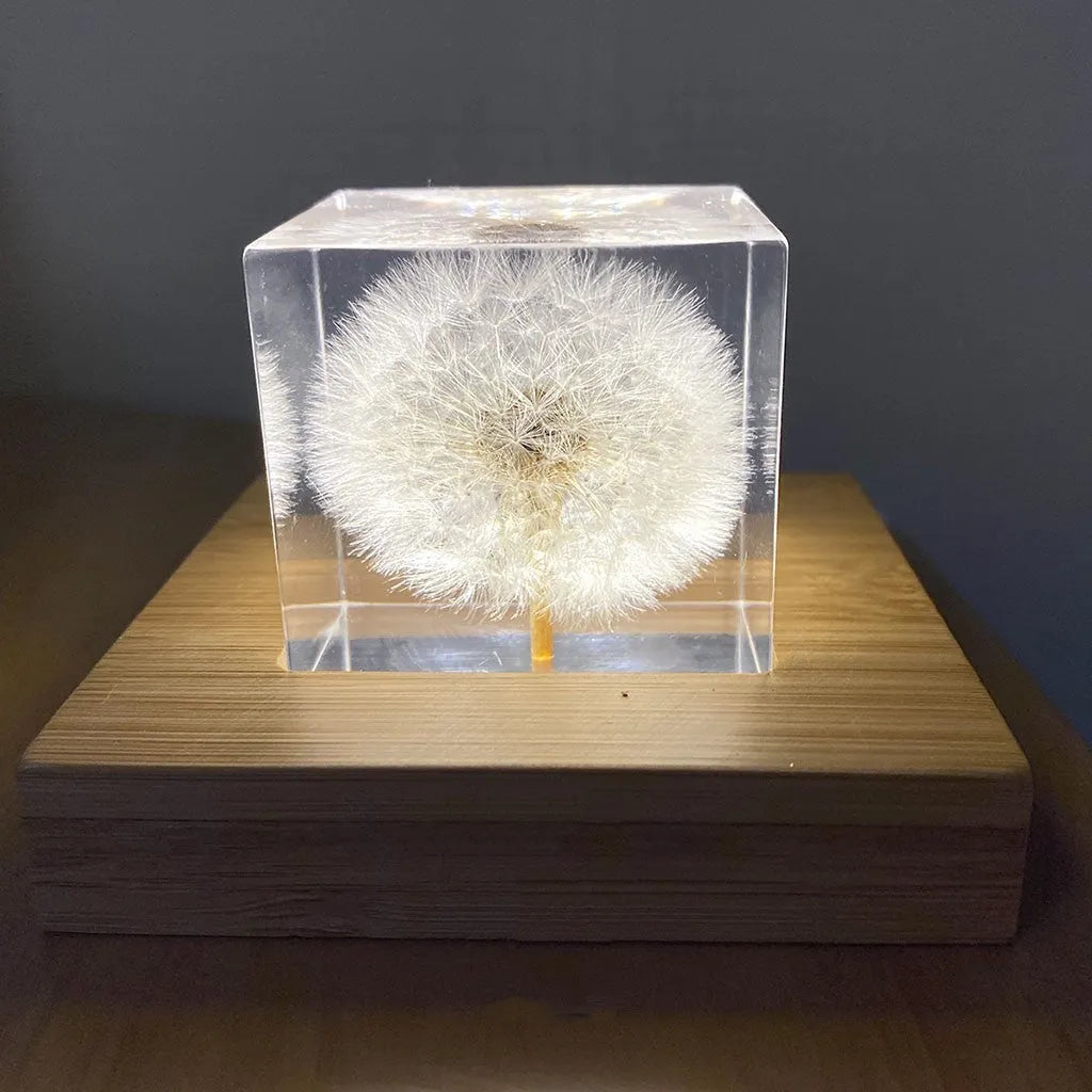 Dandelion specimen inside a 5cm clear resin cube with wooden box and USB charging base