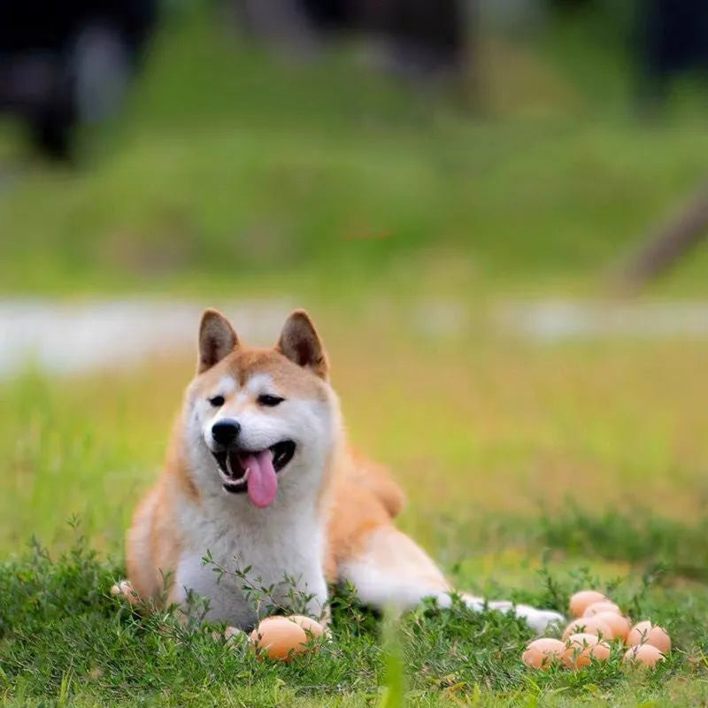 Simulation egg dog toy with sound for tooth cleaning made of non-toxic TPR material