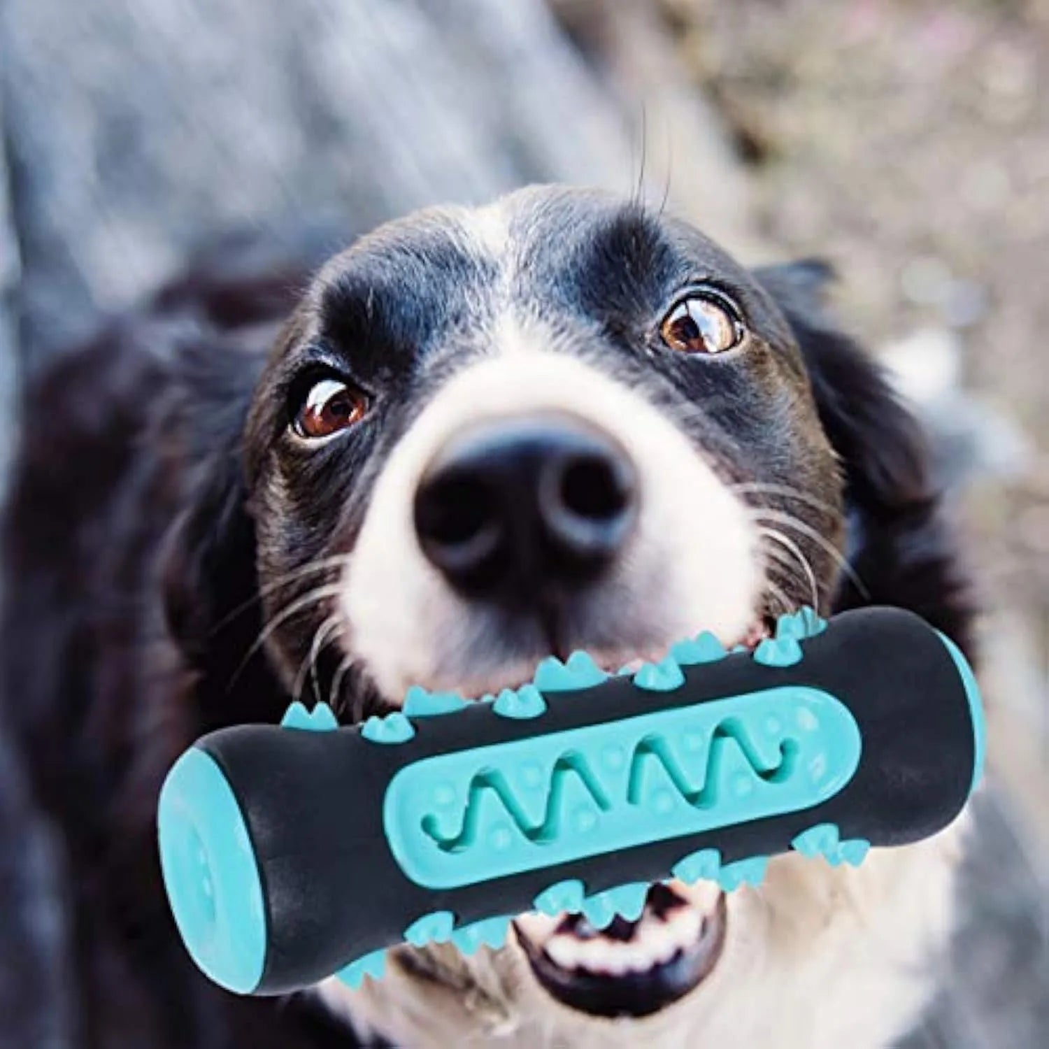 Natural rubber dog toothbrush chew toy for dental cleaning in blue, green, yellow, or black blue.