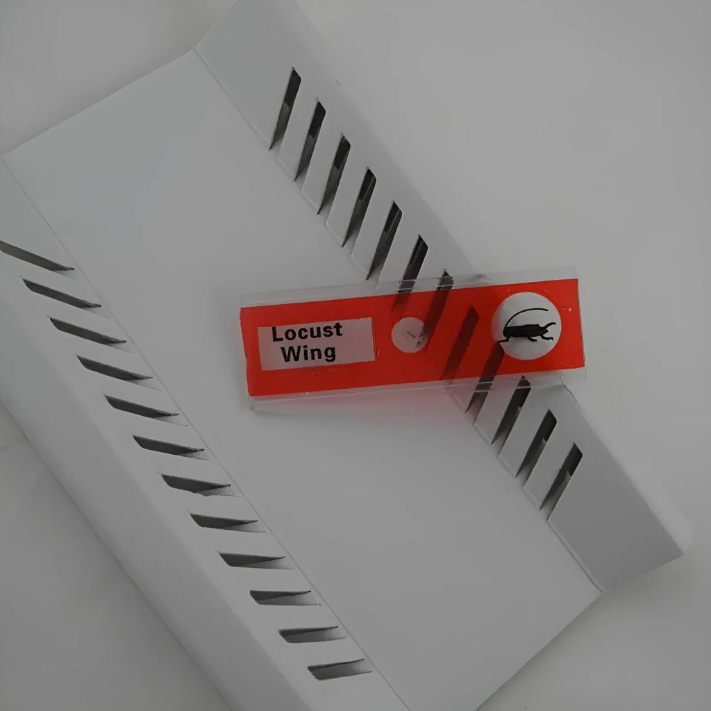 48 plastic microscope slides in four colour-coded boxes showing plant rhizomes, roots, and animal specimens