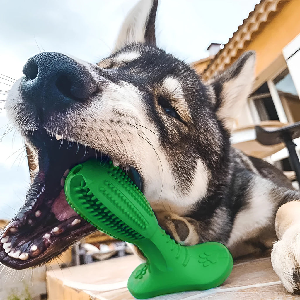 Dog toothbrush bite resistant molar toy rubber chew stick in blue colour