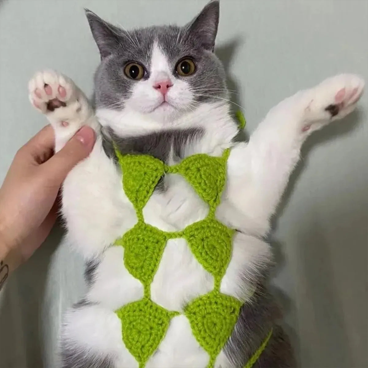 Cat wearing a pink bikini costume with bra top and matching bottom for Halloween