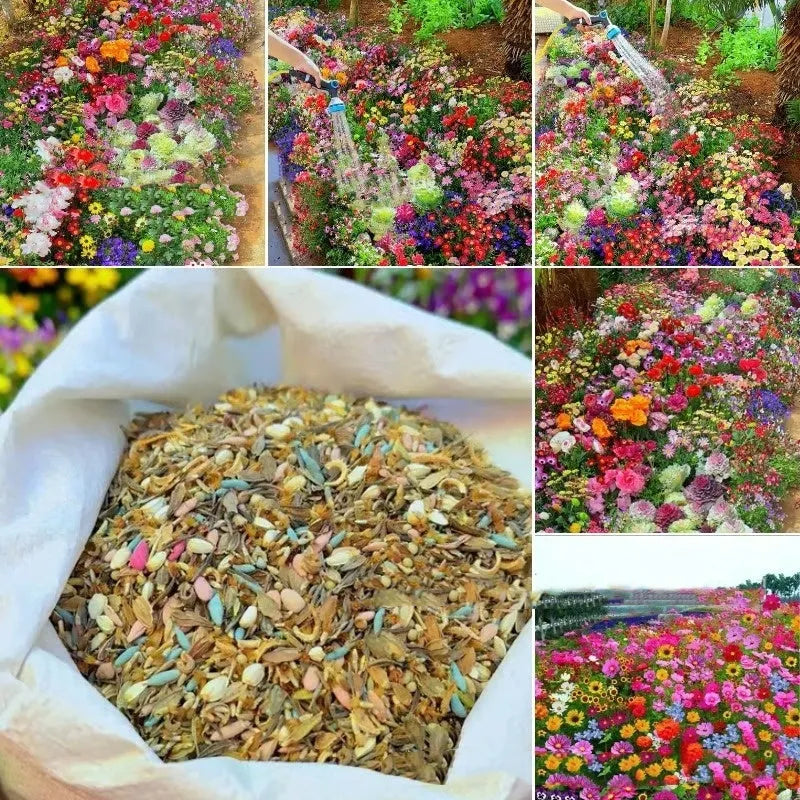 Pack of Purpleflower Holly Leaf cold and drought resistant mixed wildflower seeds for garden decoration.