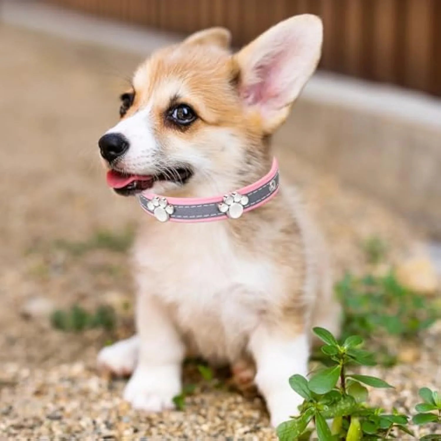 Reflective adjustable dog collar made of soft PU leather with metal buckle and paw-shaped rivet.
