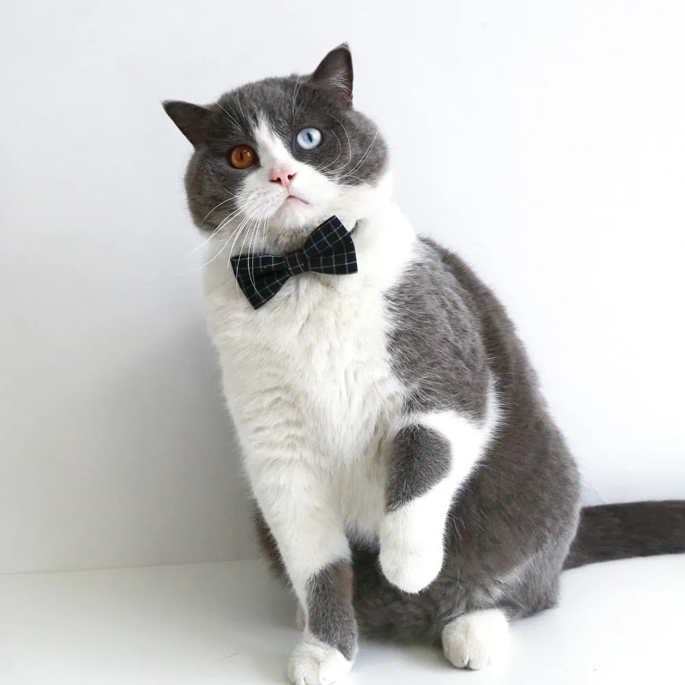 Pet elastic hair band and matching bow tie set in British style for weddings.