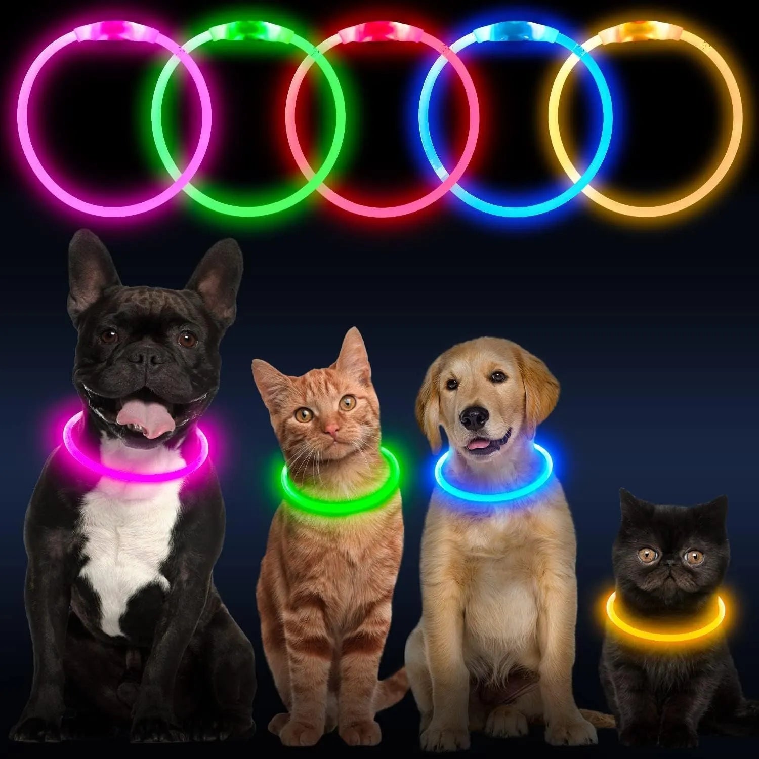 Blue LED dog collar glowing around dog's neck with USB charging cable